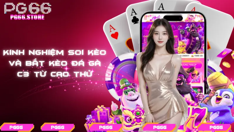 Kinh nghiệm soi kèo và bắt kèo đá gà C3 từ cao thủ